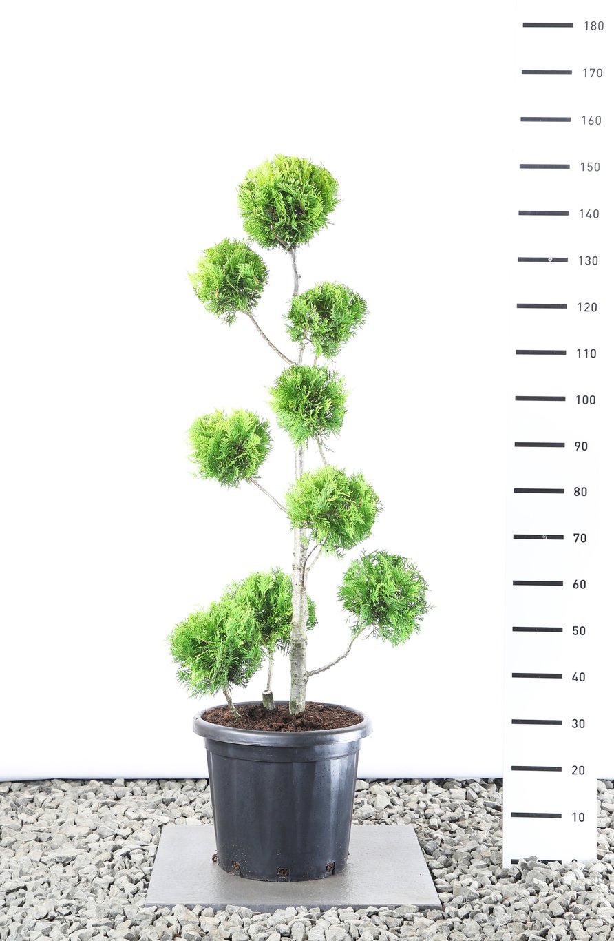 Thuja occ. 'Golden Brabant' - 100-125 CM PonPon EXTRA in Cont.